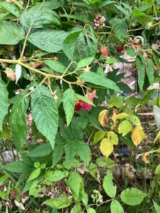 green plant with fruit