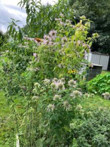 green plant with flowers