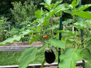 eggplant bush