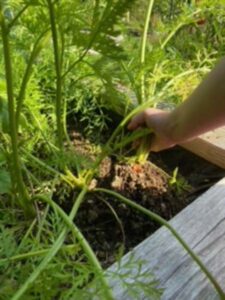 hand picking grass