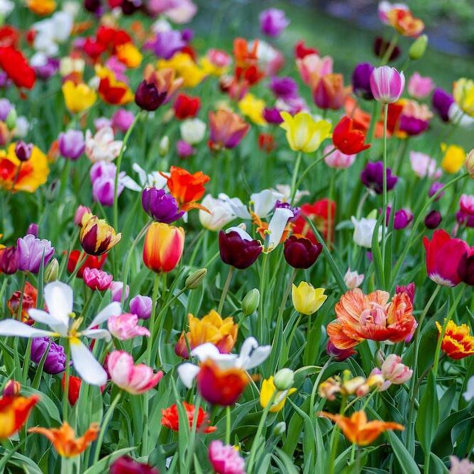 flowers